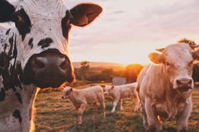 Evitar la carne y lácteos es la forma más sencilla de reducir tu impacto en la Tierra