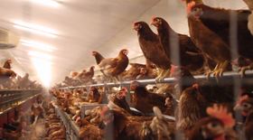 Cada vez hay más gallinas ponedoras y consumo de huevos en España