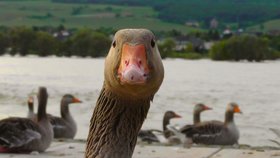 California prohíbe definitivamente el foie gras