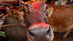 Ciudad india de Palitana se declara vegetariana y prohibe la venta de carne