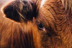 Dejar de comer carne ayudará a salvar el planeta