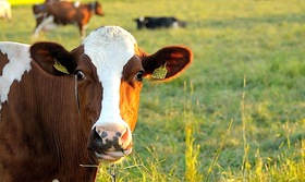 La UE gasta 71 millones de euros en la promoción de la carne, a pesar de sus compromisos para enfrentar el Cambio Climático