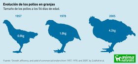 Cómo el pollo se convirtió en la carne más popular del mundo