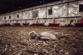  Aves agonizando a las que se les niega el acceso a agua en el mayor proveedor de patos del Reino Unido