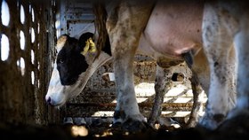Es hora de desmantelar las granjas industriales y acostumbrarnos a comer menos carne