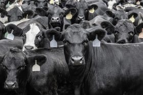 Municipio londinense prohibirá la carne en todo evento público ¡Exijamos lo mismo en Madrid!