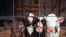 Científico indica que un estudio sobre que la leche de vaca sea mejor que la de soja no tiene sentido