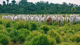 Nuevo informe destaca el vínculo entre las empresas cárnicas y los incendios del Amazonas en 2020